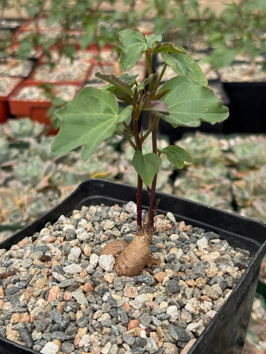 Ipomoea platensis