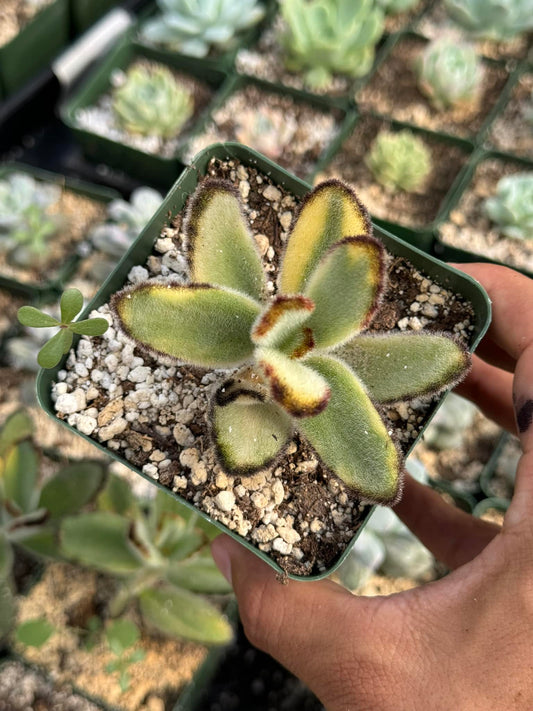 Kalanchoe tomentosa variegado