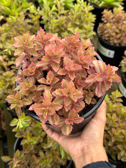 Kalanchoe banshee