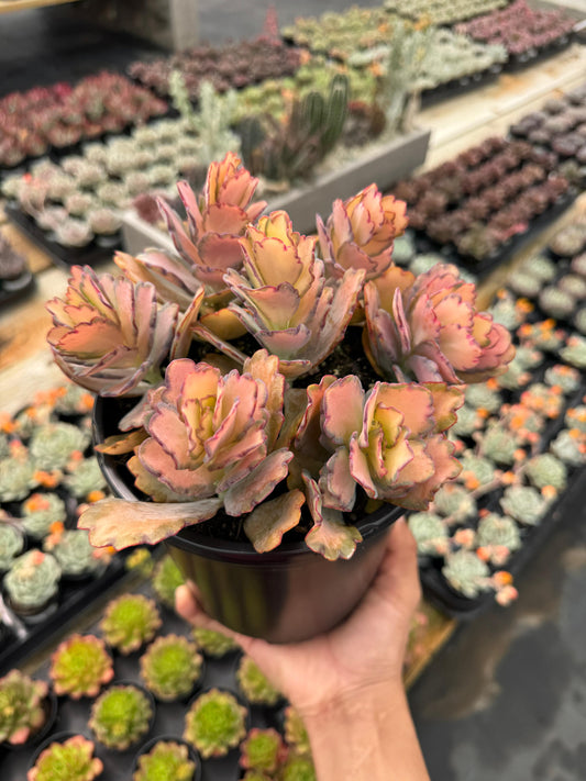 Kalanchoe stained glass