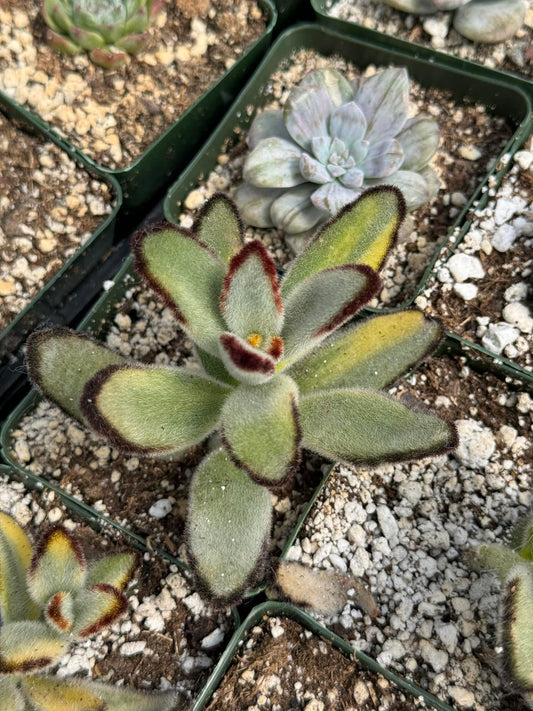 Kalanchoe tomentosa variegado