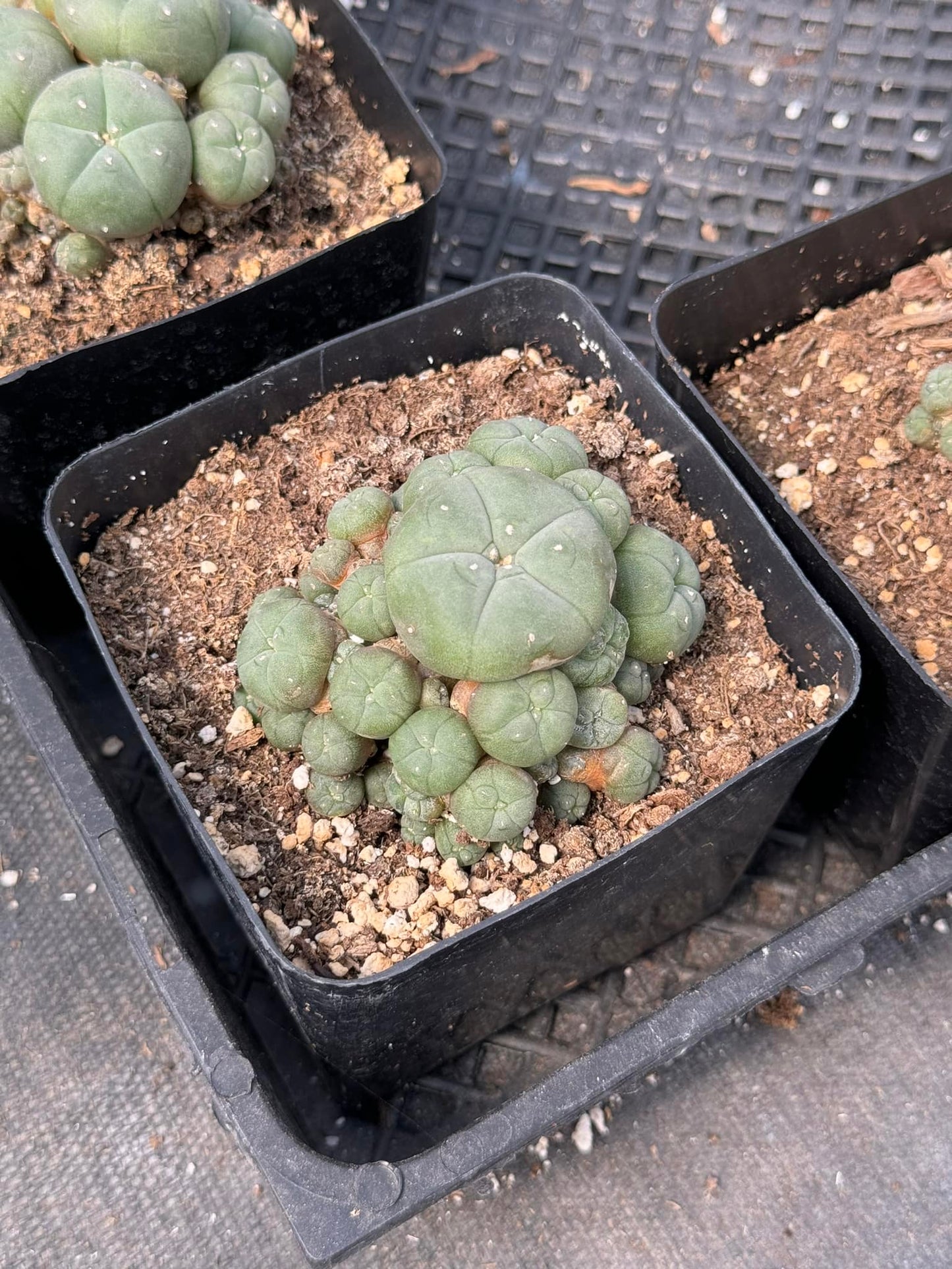 L. Williamsii cluster