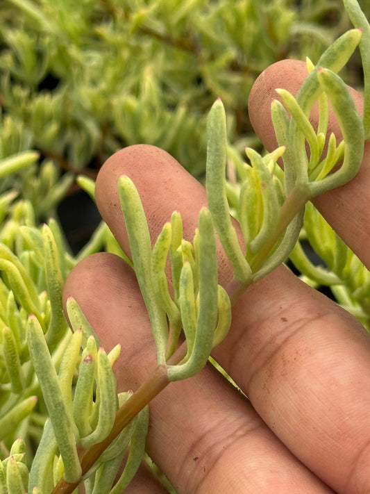 Lampranthus roseus variegada