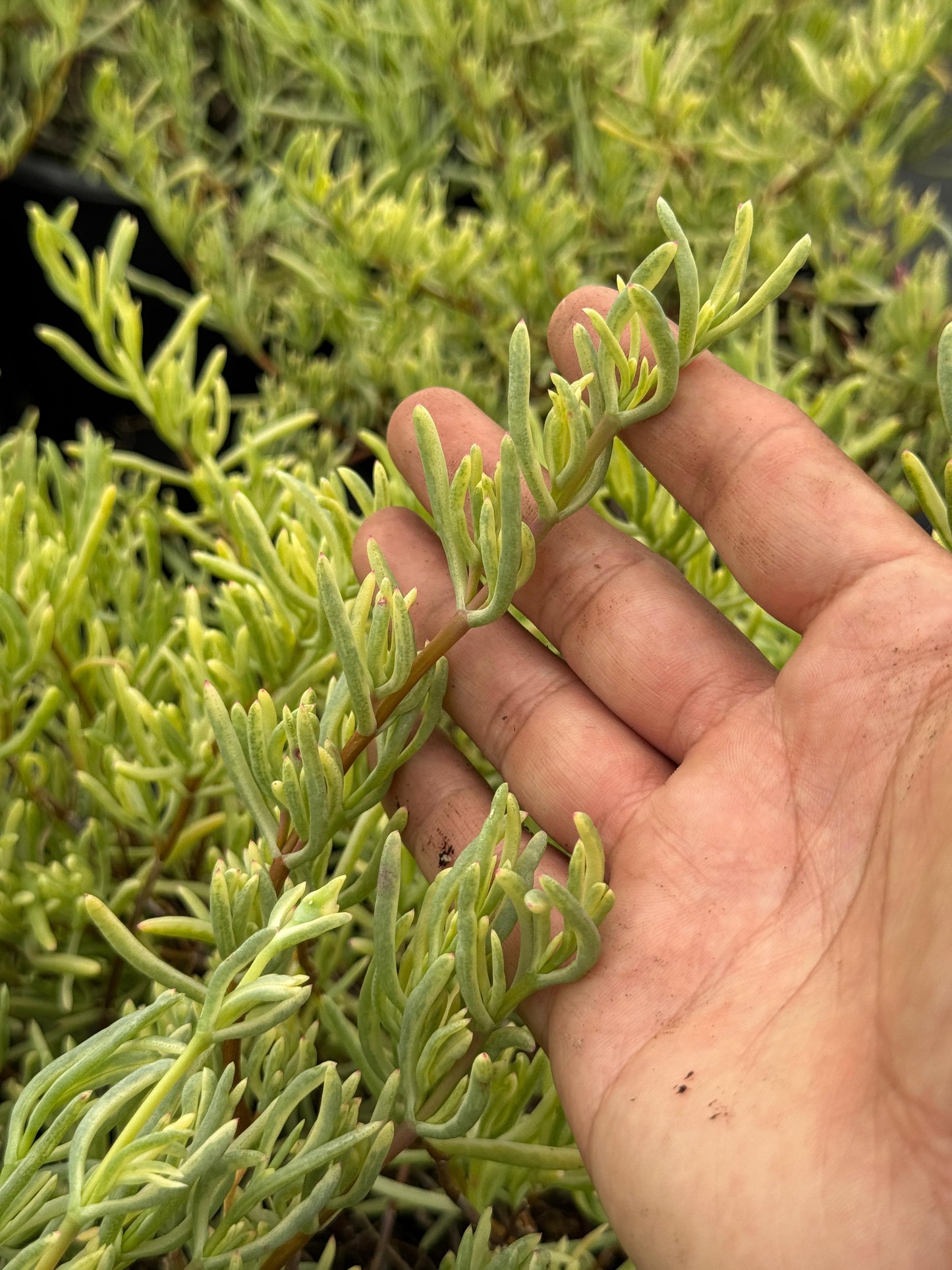Lampranthus roseus variegada