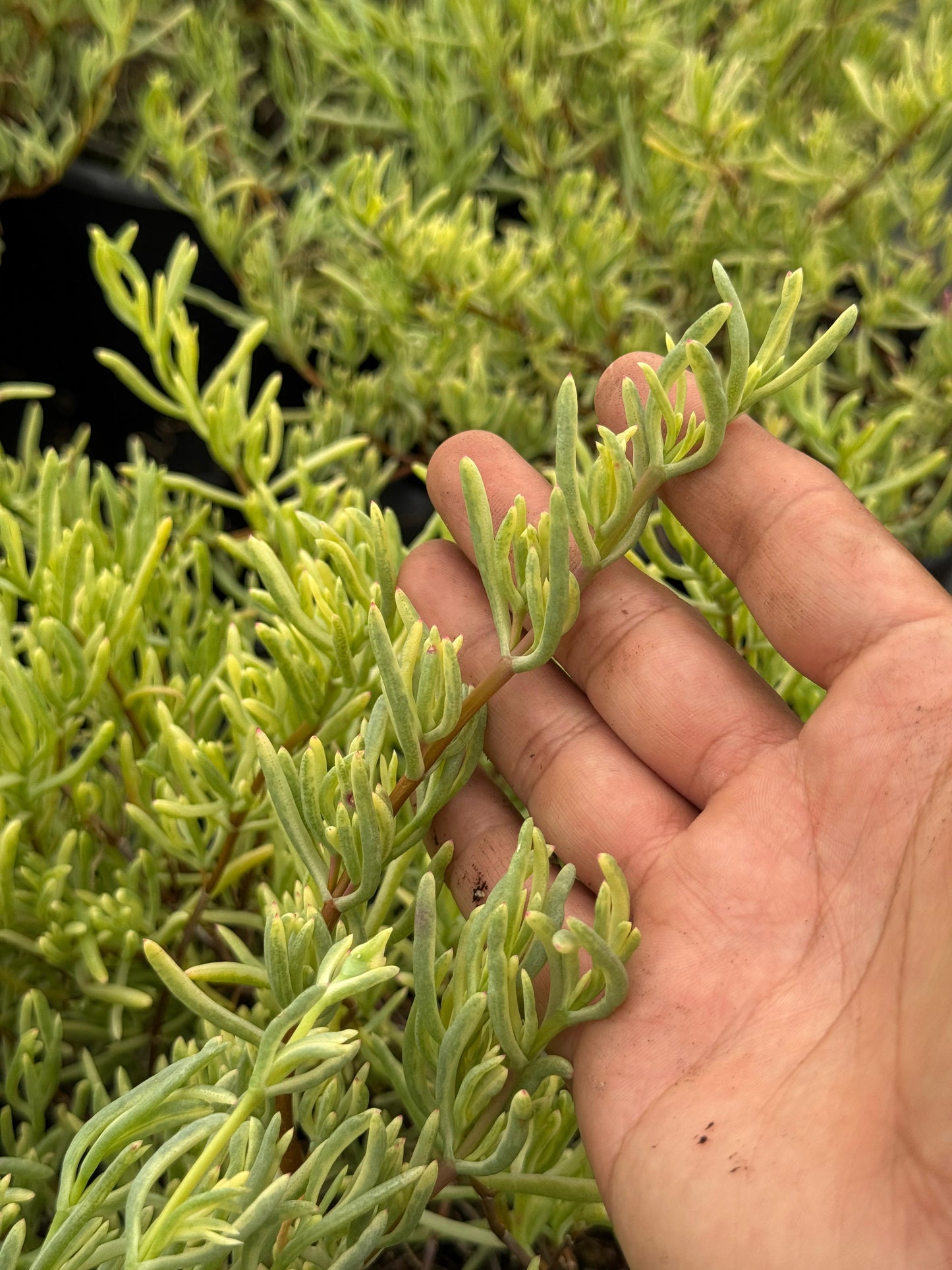 Lampranthus roseus variegada