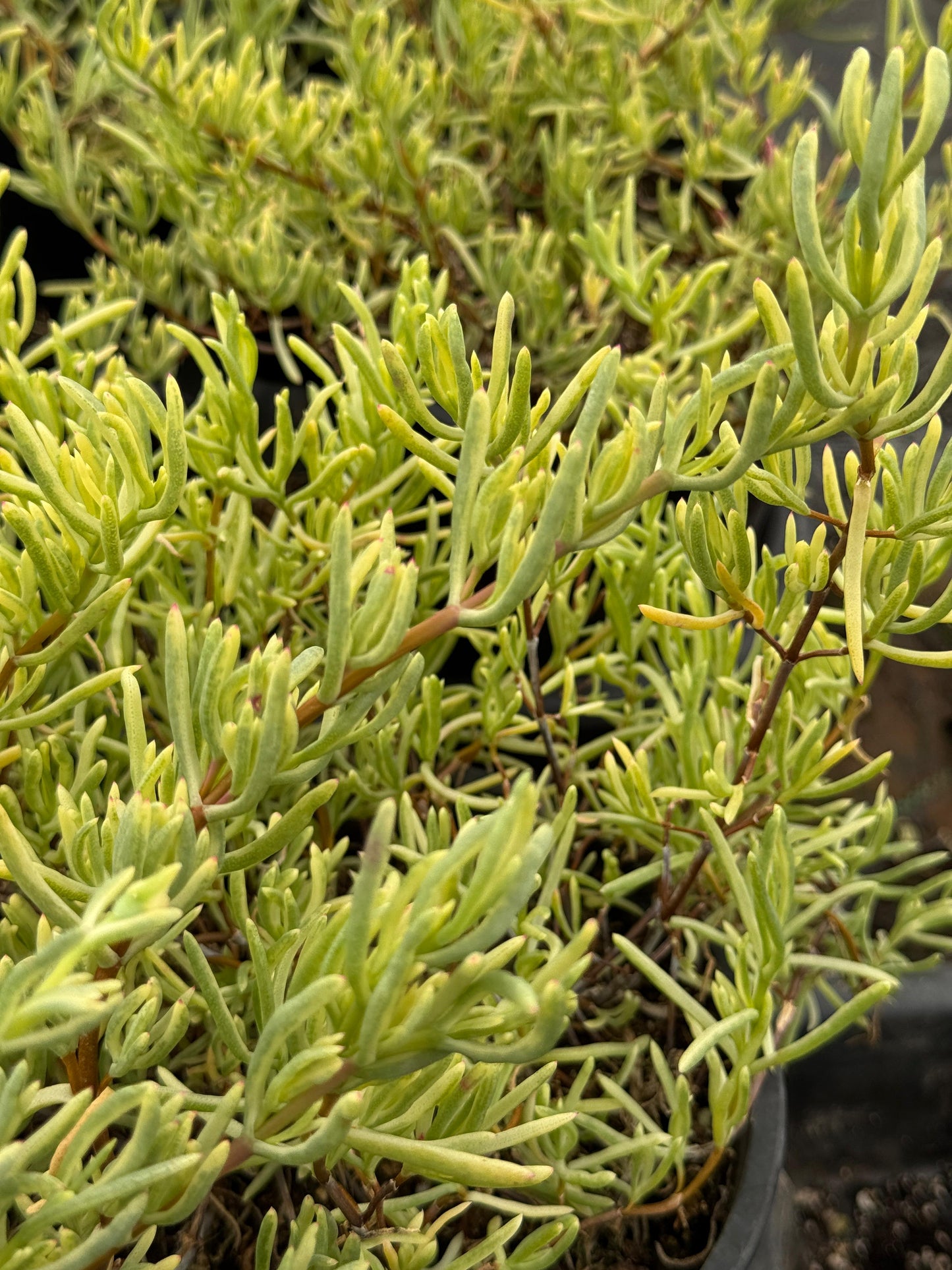 Lampranthus roseus variegada