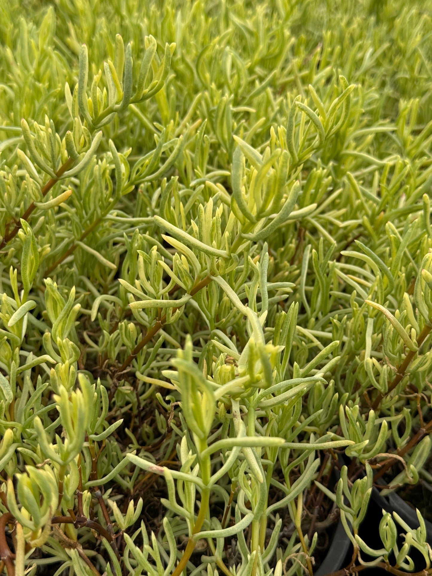 Lampranthus roseus variegada
