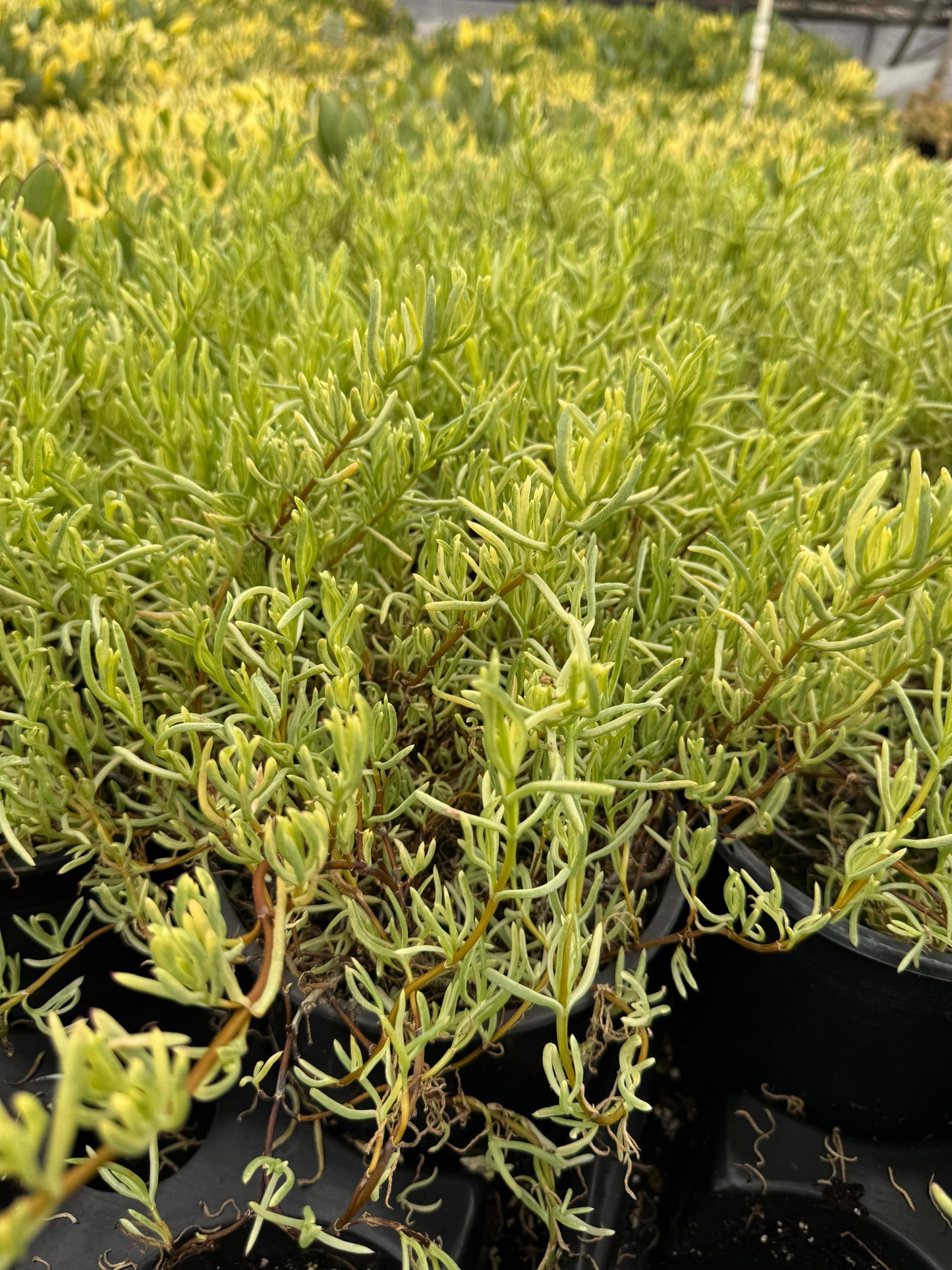 Lampranthus roseus variegada