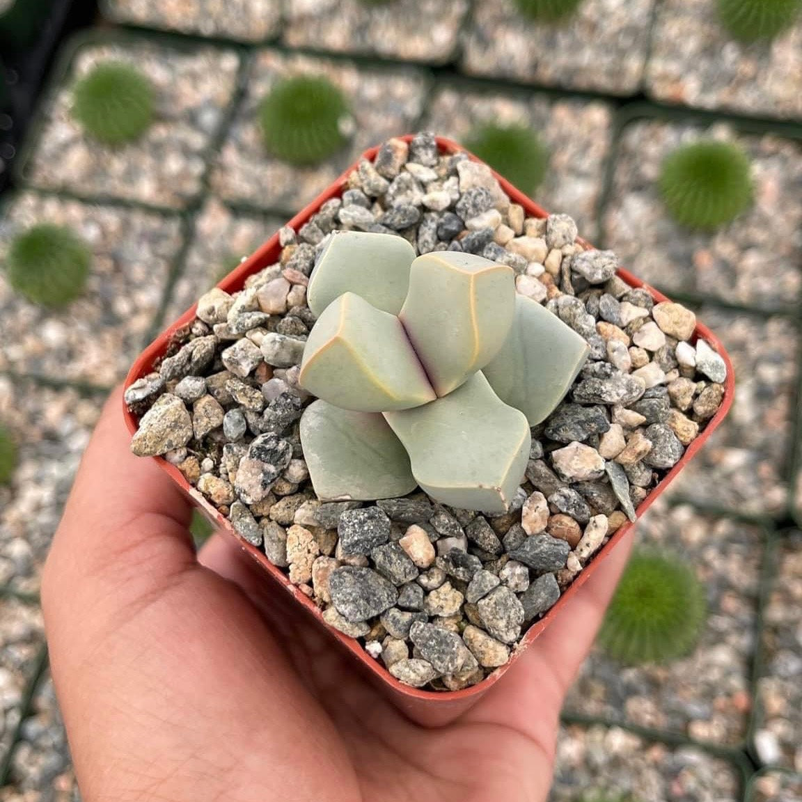 Lapidaria Margaretae