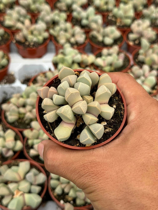 Lapidaria margaretae cluster