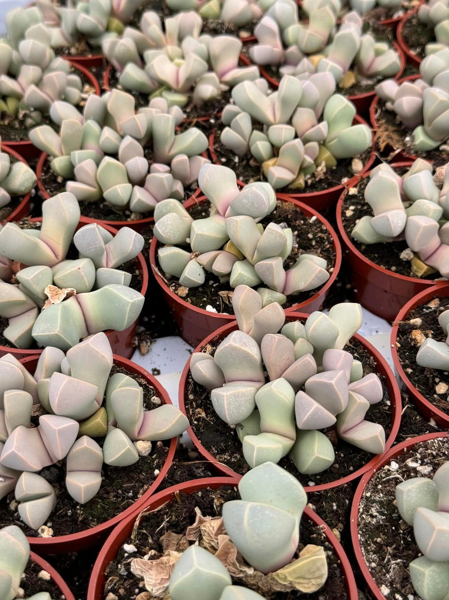 Lapidaria margaretae cluster