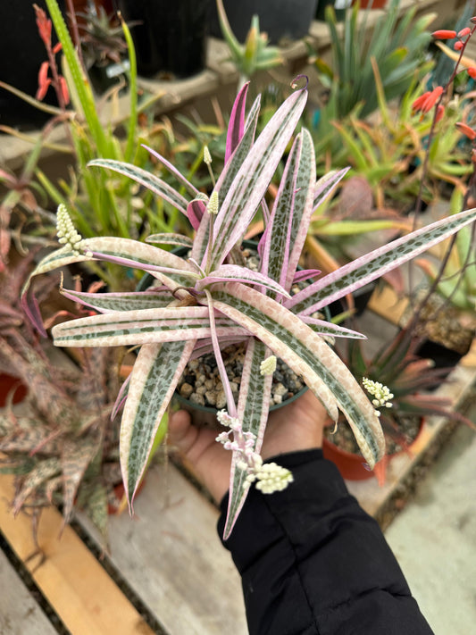 Ledebouria socialis Variegada