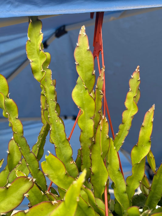 Lepismium cruciforme