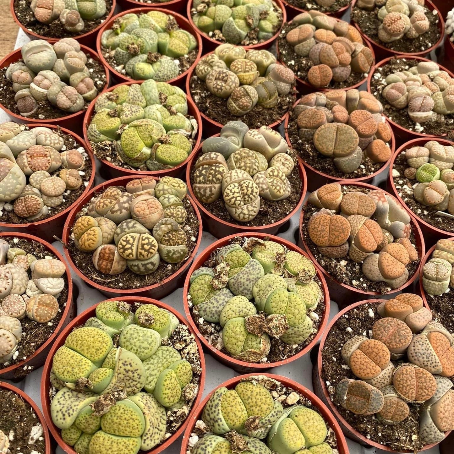 Lithops Cluster ( 1 maceta)