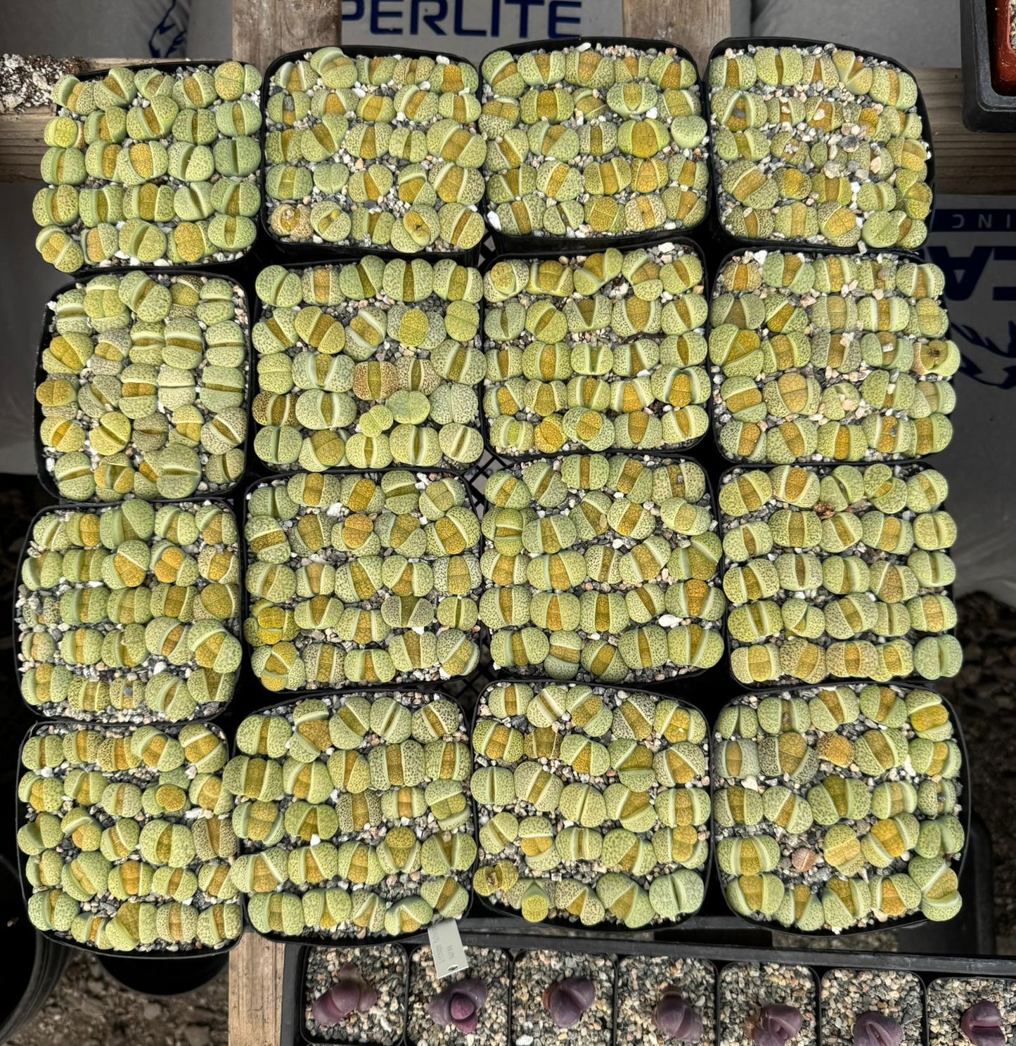 Lithops fulviceps aurea 5”