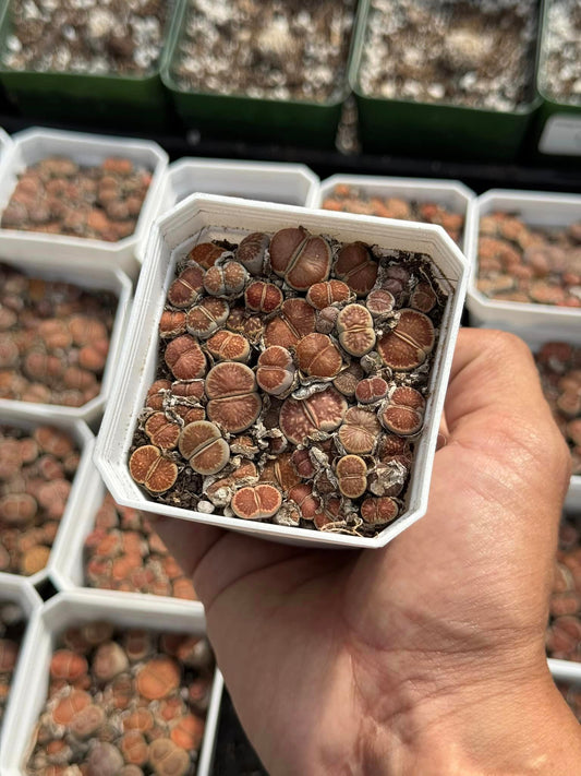 Lithops julii ‘kikushogiyoku’ cluster