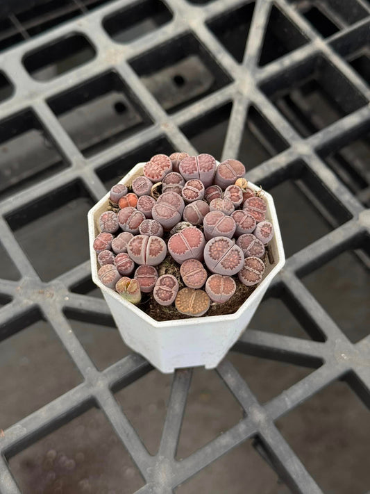 Lithops salicola ‘bacchus’ cluster