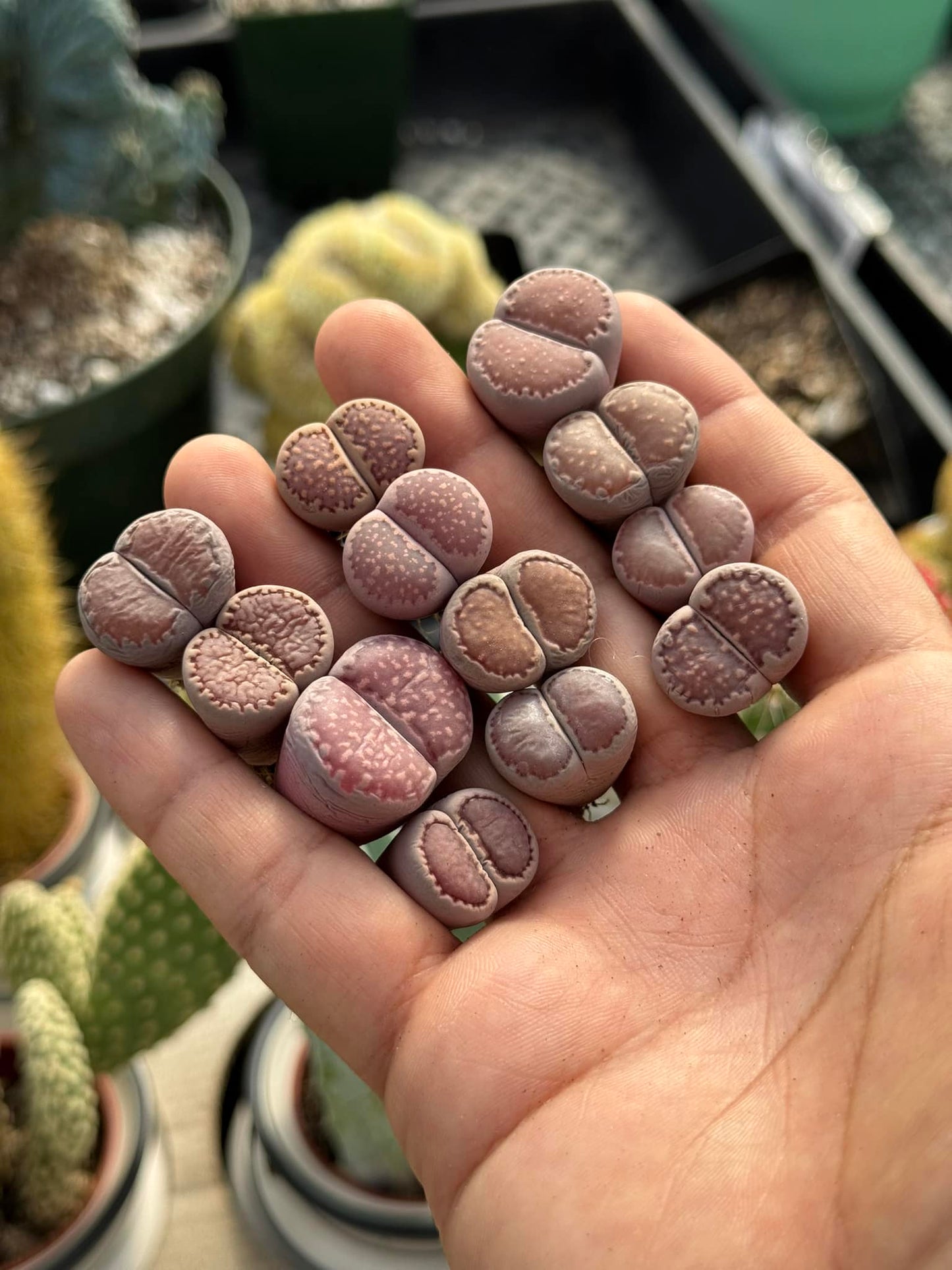 Lithops salicola violet paquete de 10 piezas