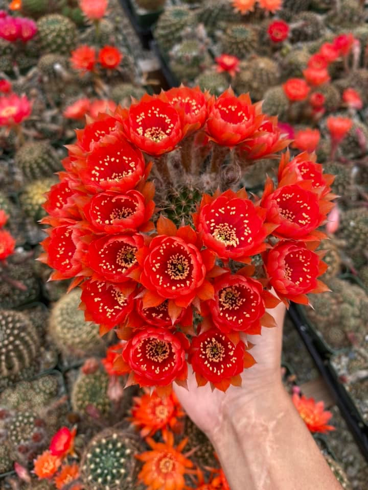 Lobivia arachnacantha var. Torrecillacensis