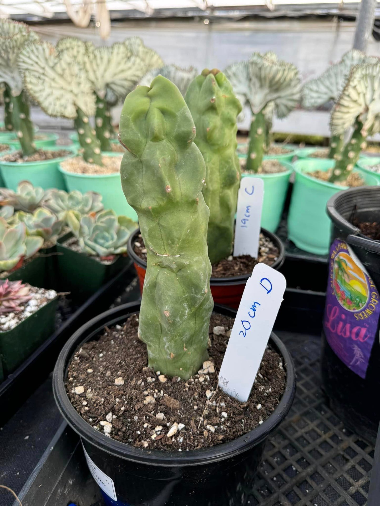 Lophocereus schottii var. Mounstruoso