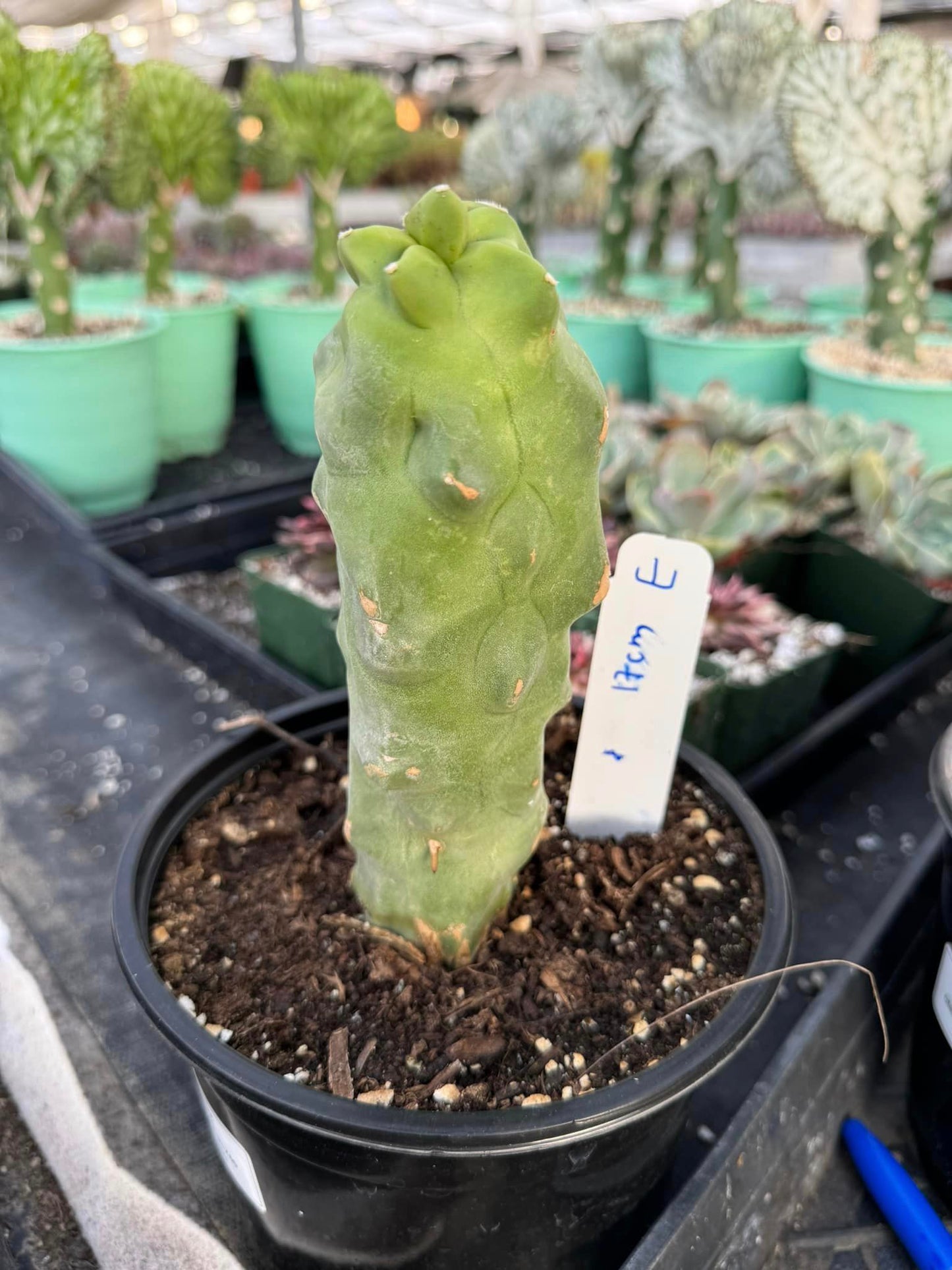 Lophocereus schottii var. Mounstruoso