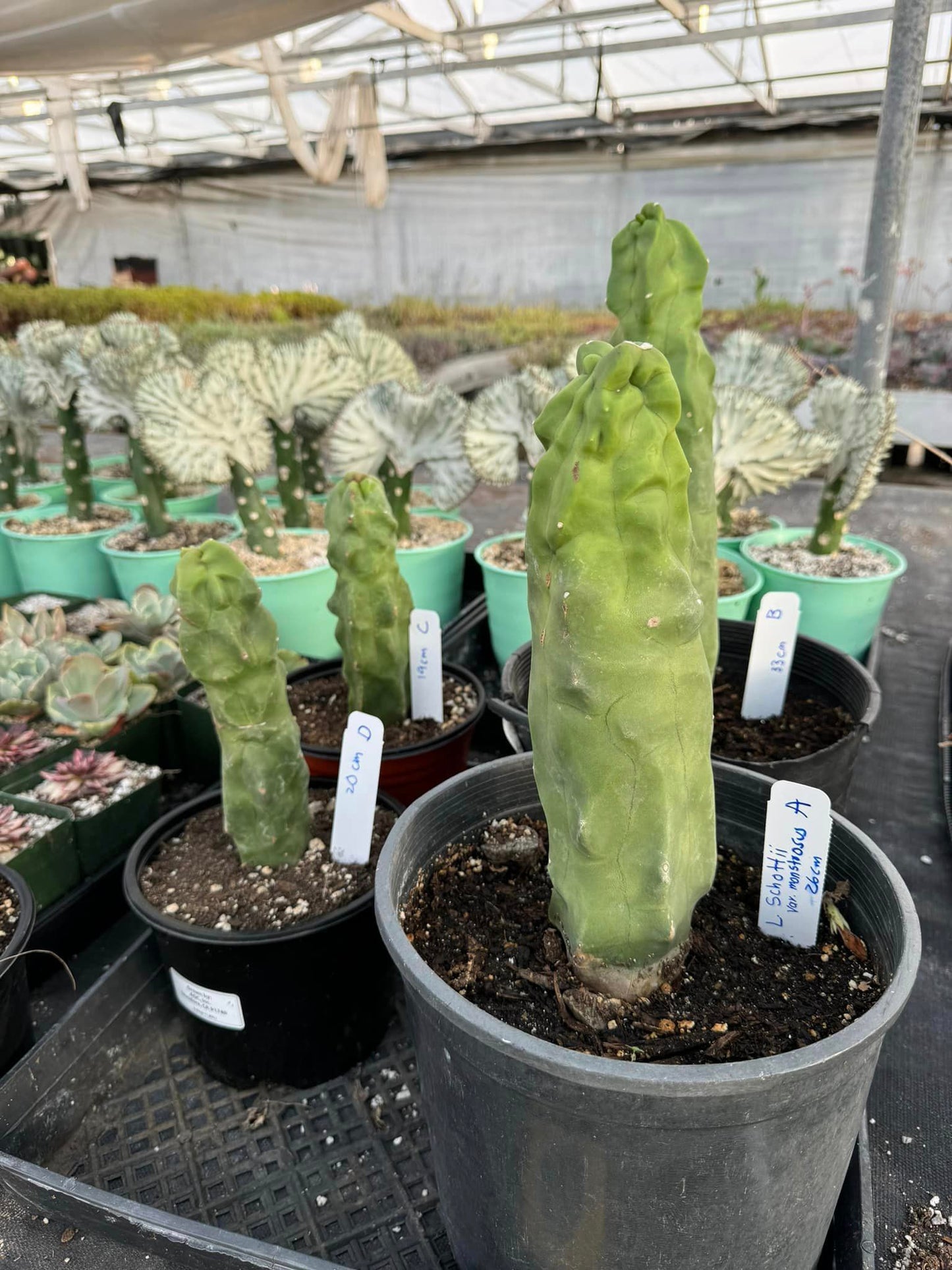 Lophocereus schottii var. Mounstruoso