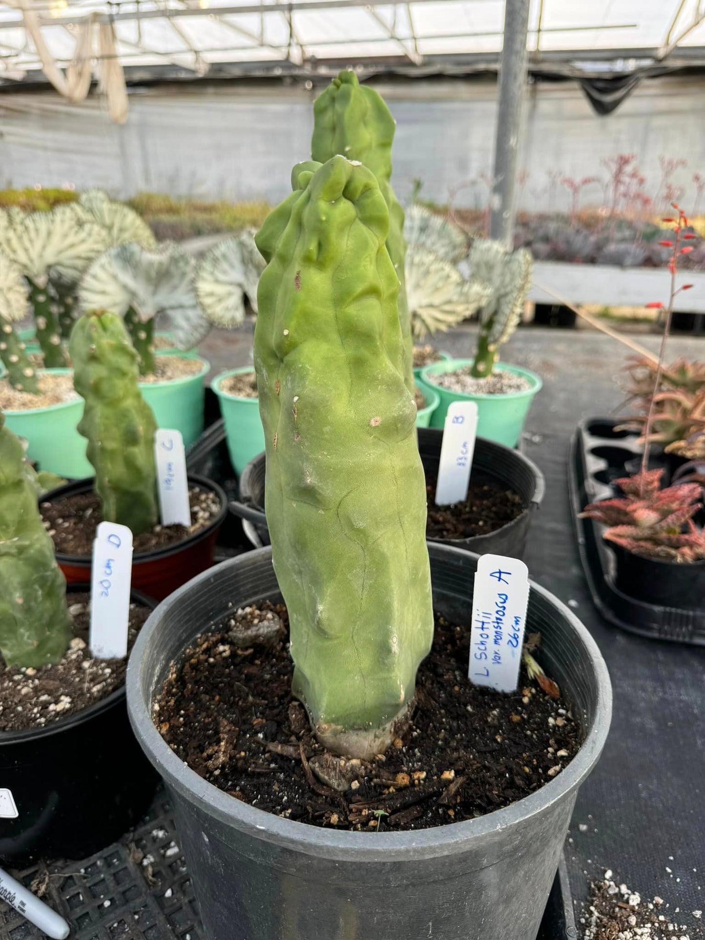 Lophocereus schottii var. Mounstruoso