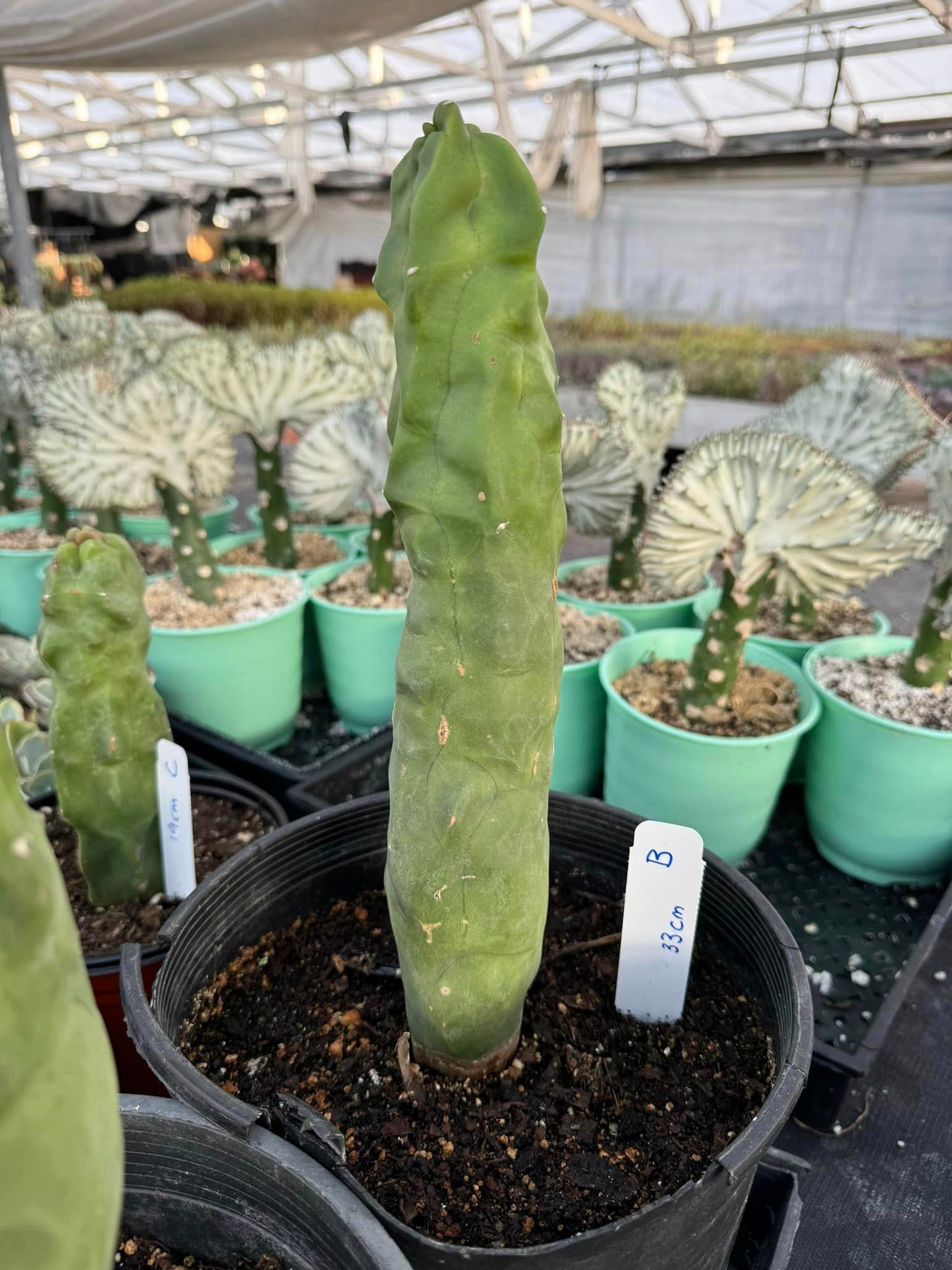 Lophocereus schottii var. Mounstruoso