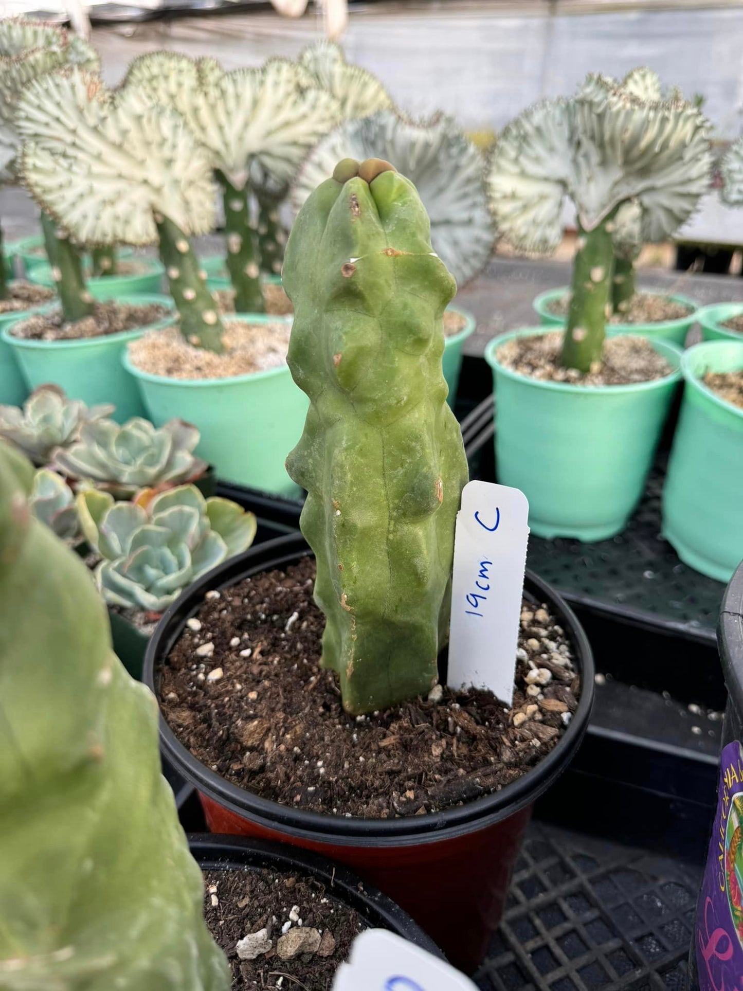 Lophocereus schottii var. Mounstruoso