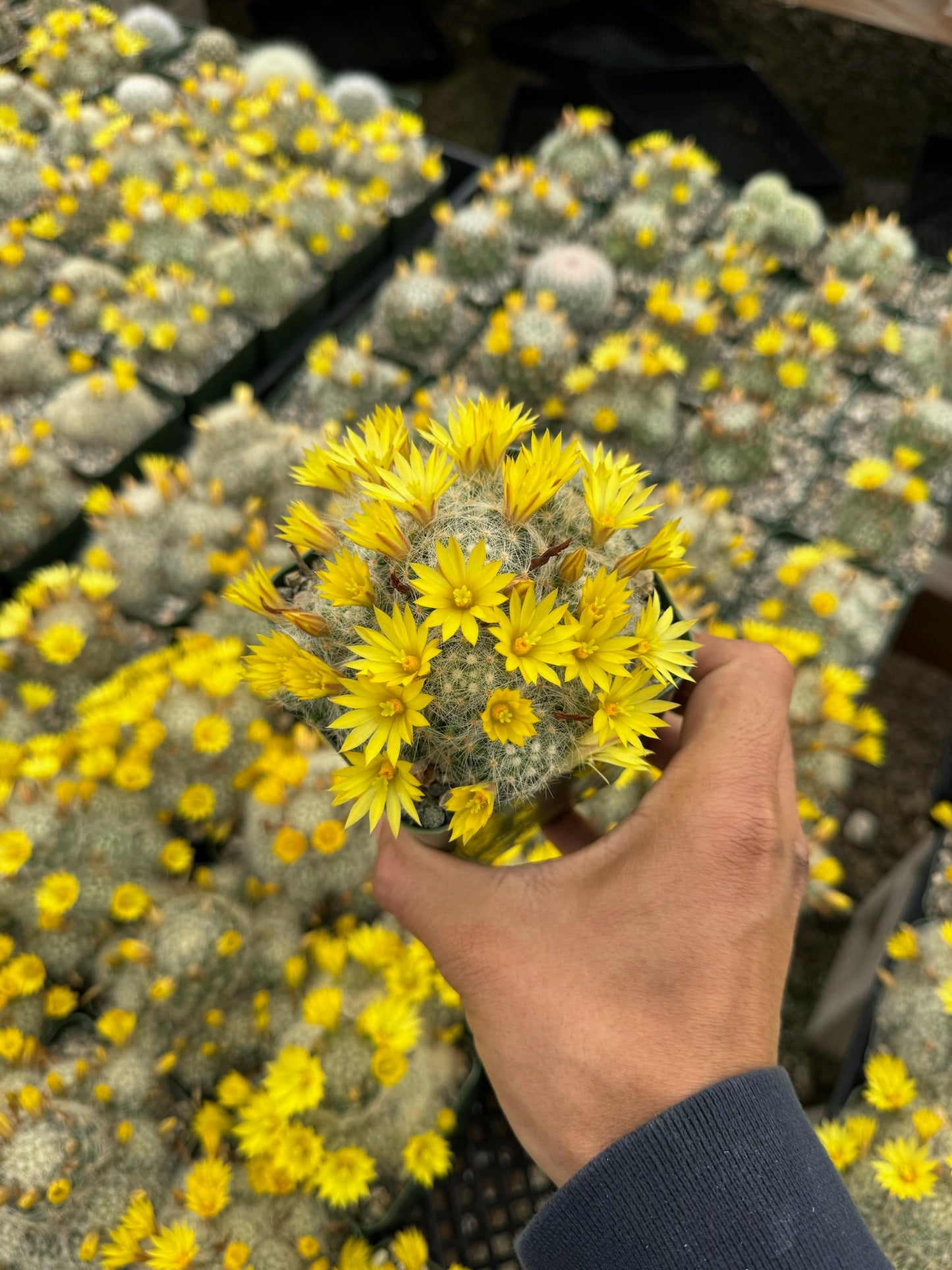 Mammillaria Baumi