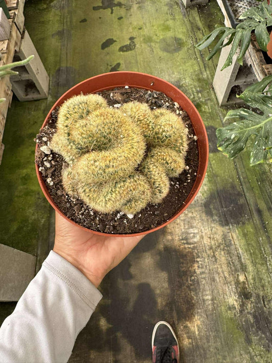 Mammillaria Elongata Cristata ( cactus cerebro ) 6”