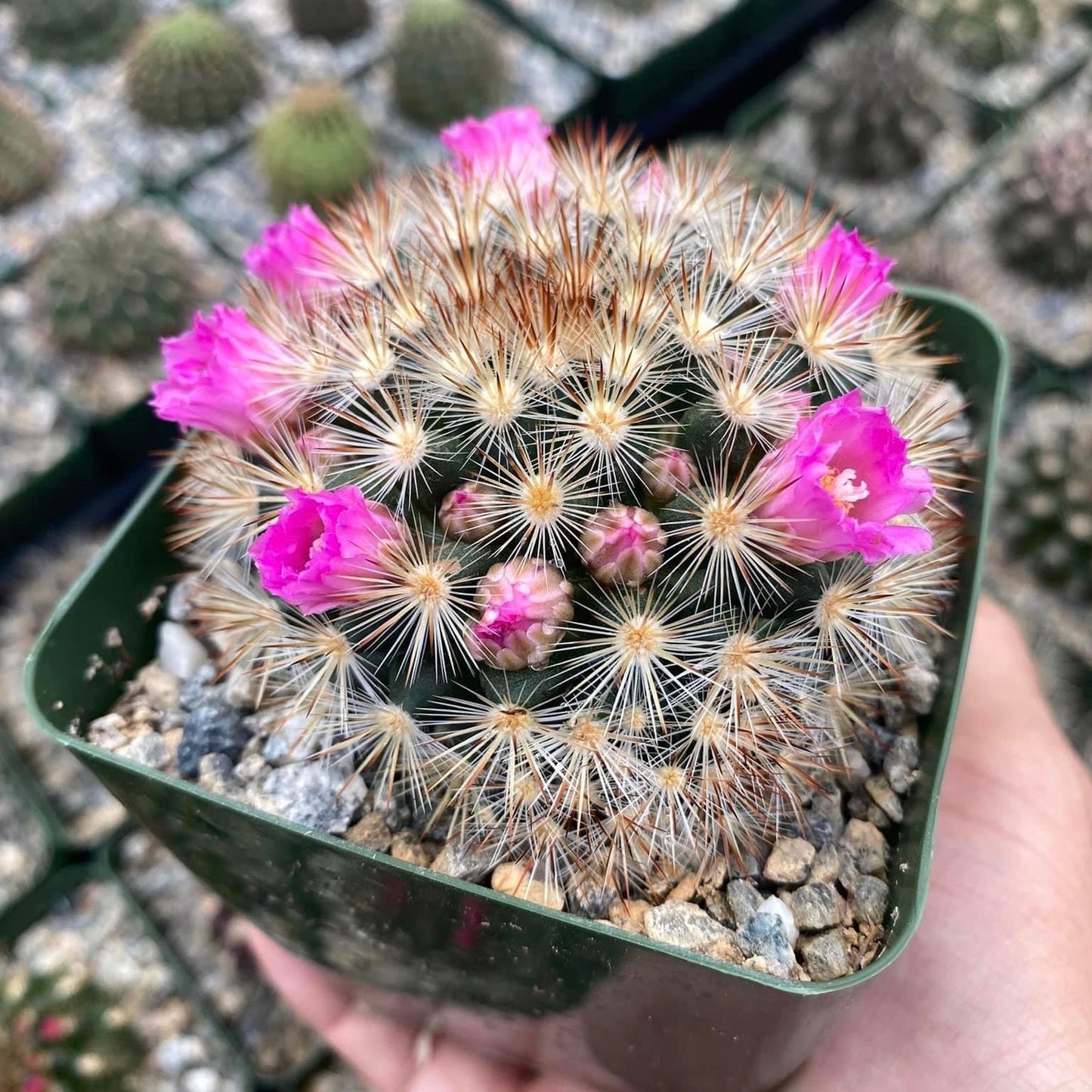 Mammillaria Laui v. Subducta