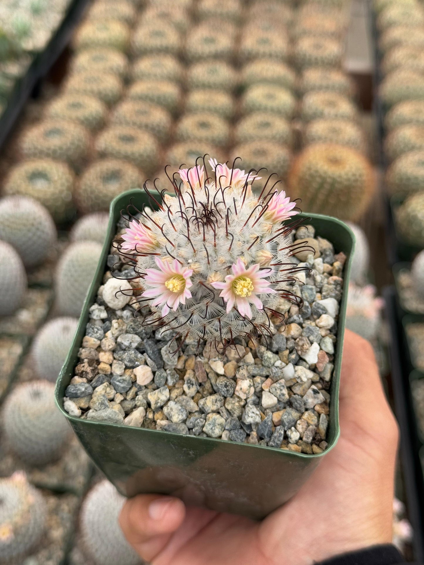 Mammillaria 'Pérez de la Rosa'