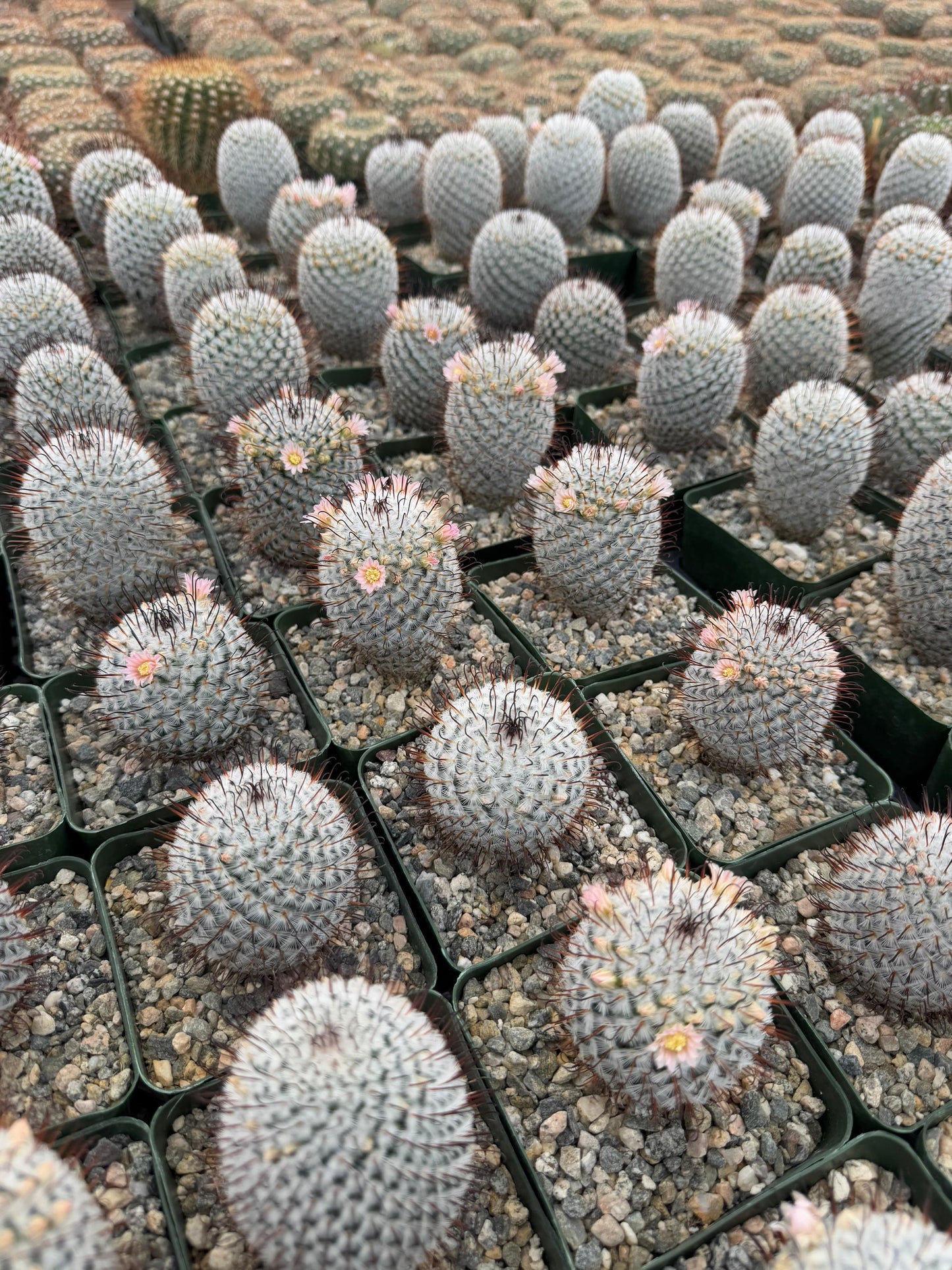 Mammillaria 'Pérez de la Rosa'