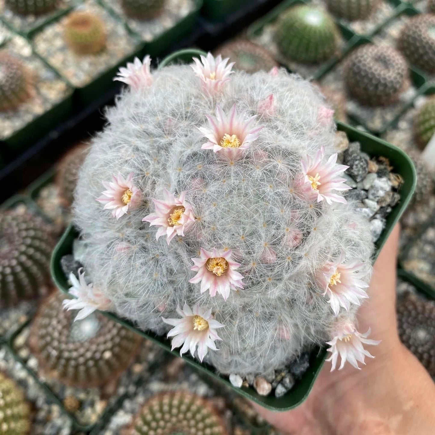 Mammillaria Plumosa