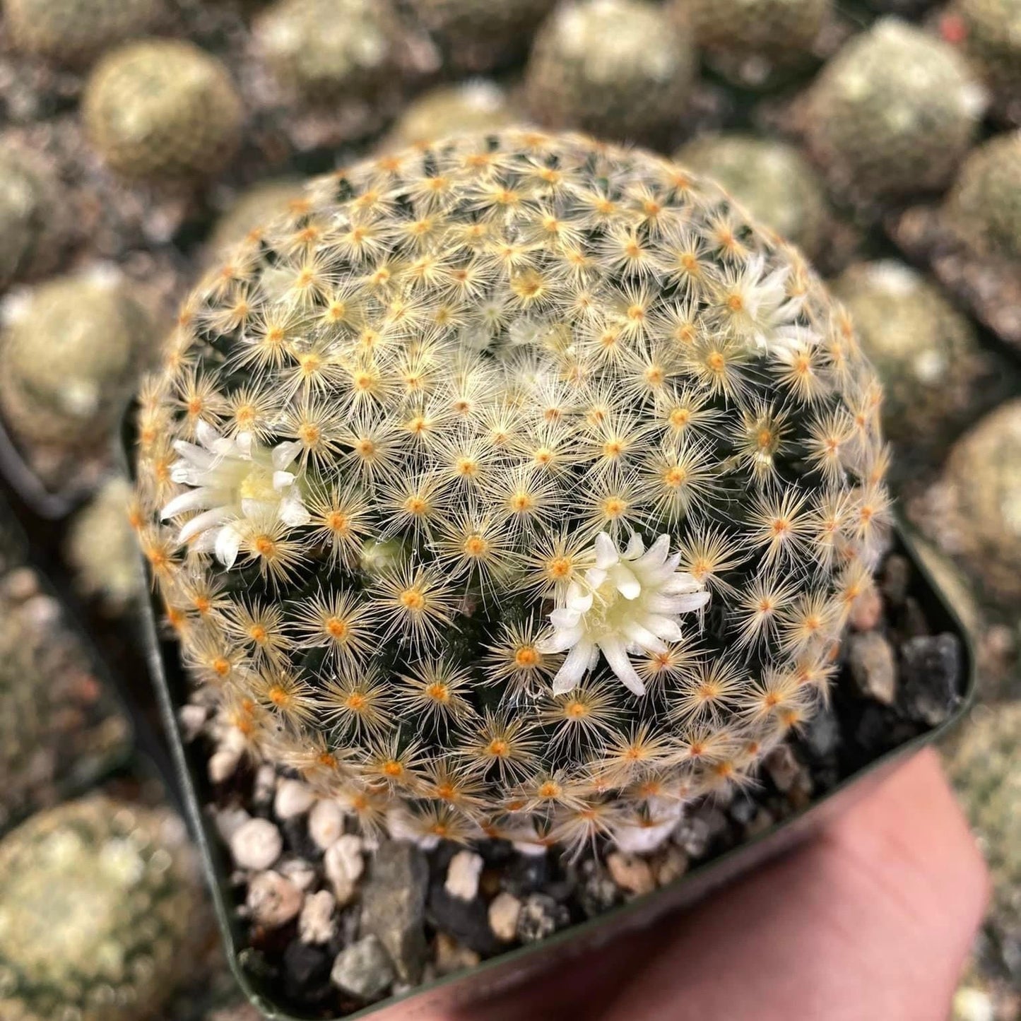 Mammillaria Schiedeana