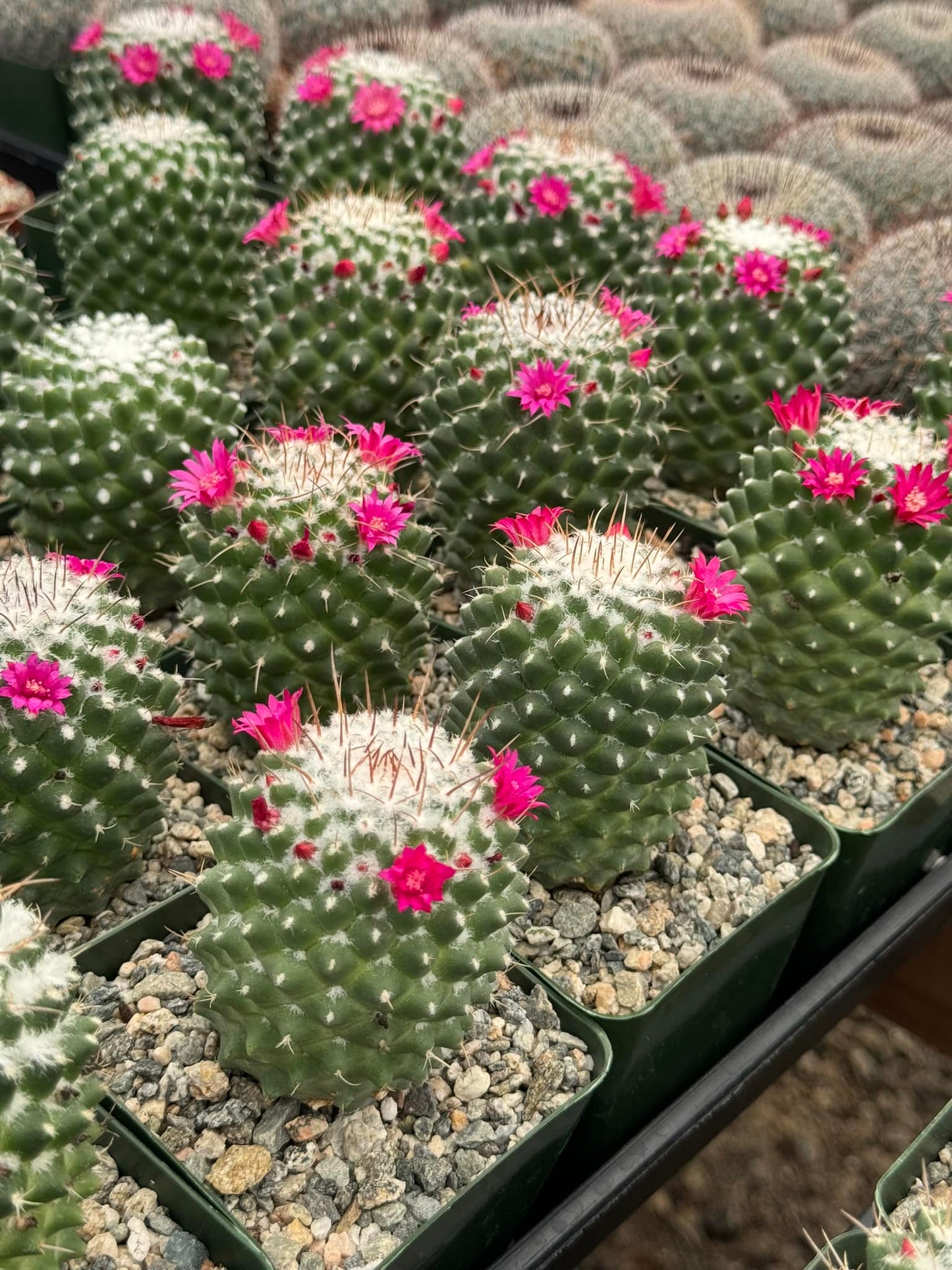 Mammillaria tóluca