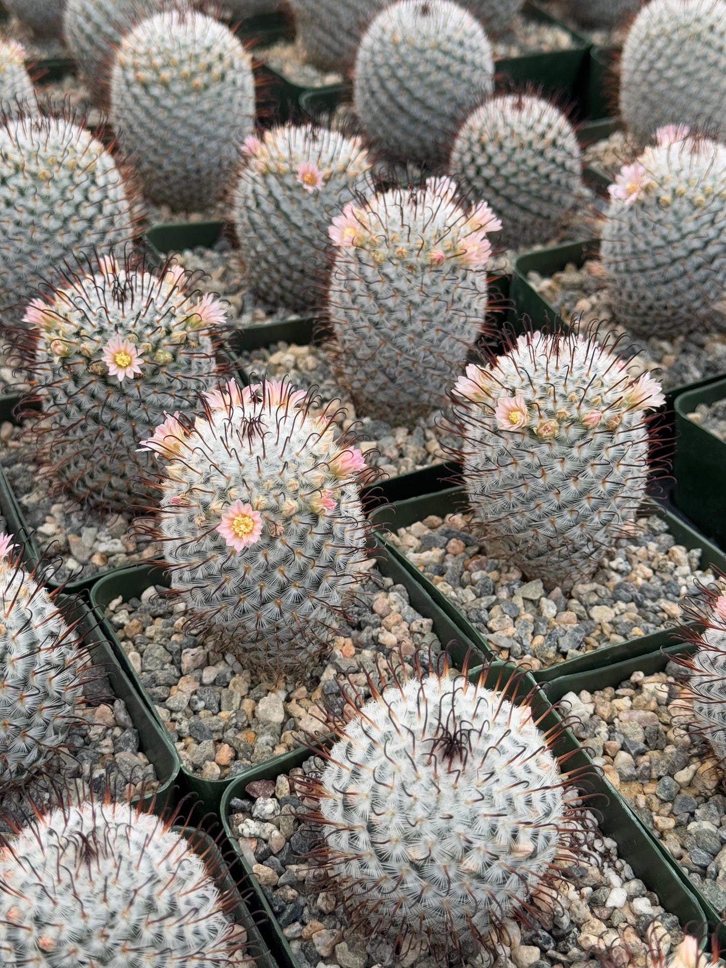 Mammillaria 'Pérez de la Rosa'