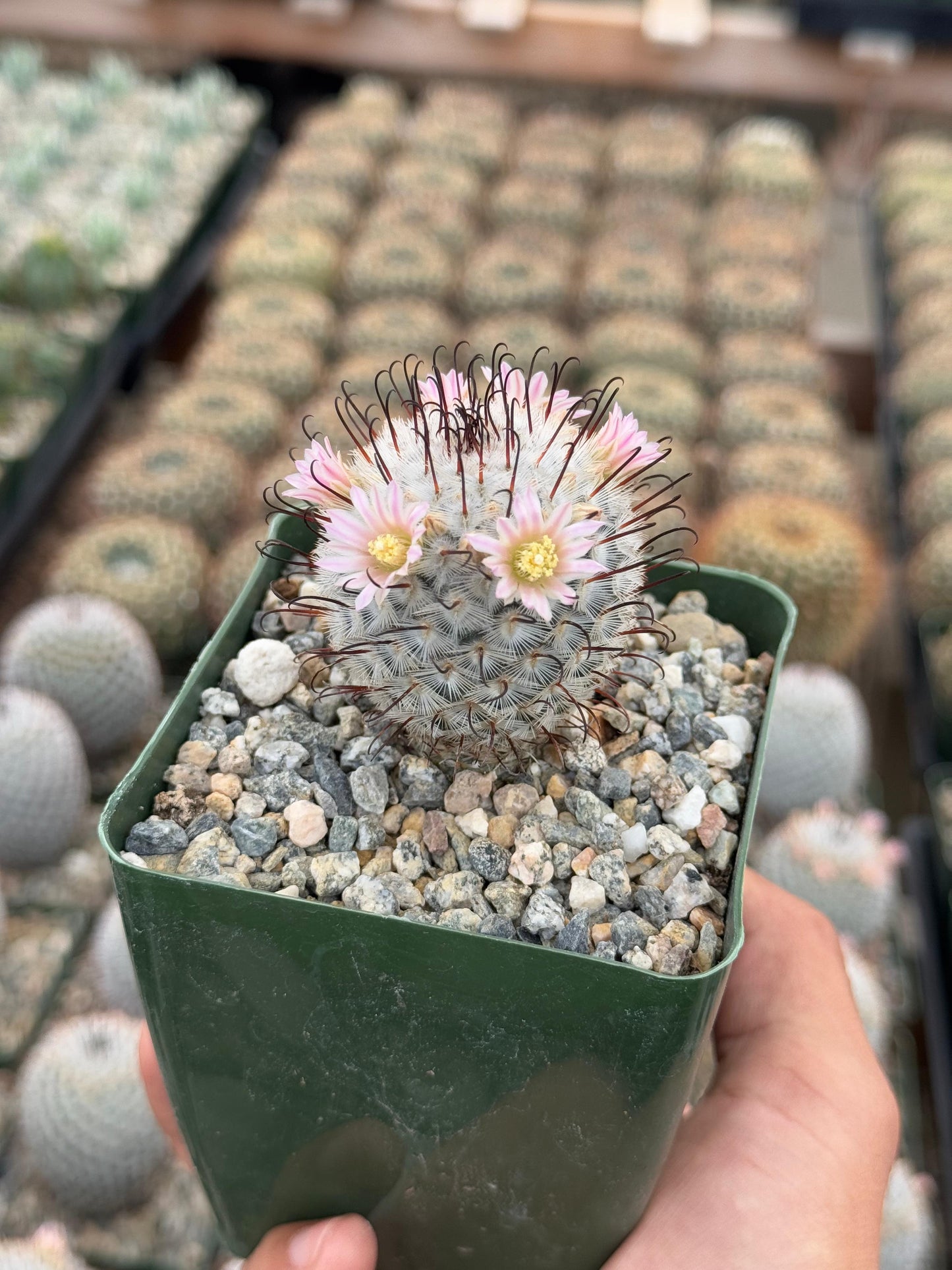 Mammillaria 'Pérez de la Rosa'