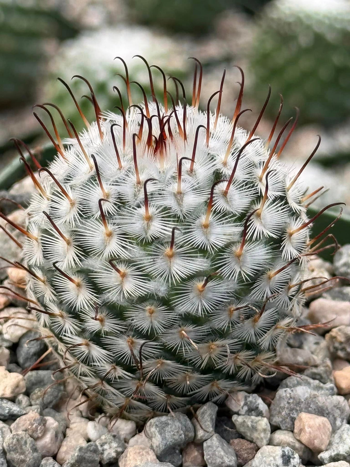 Mammillaria 'Pérez de la Rosa'