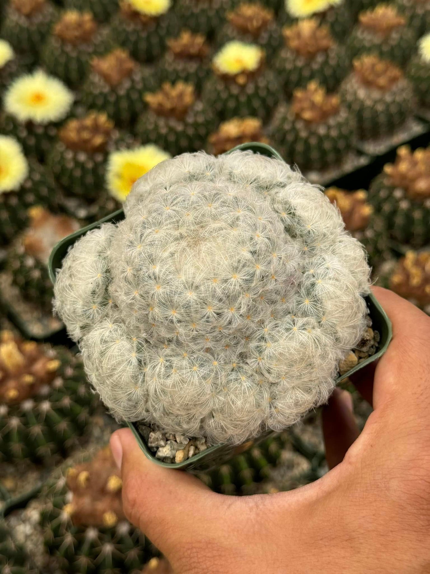 Mammillaria Plumosa