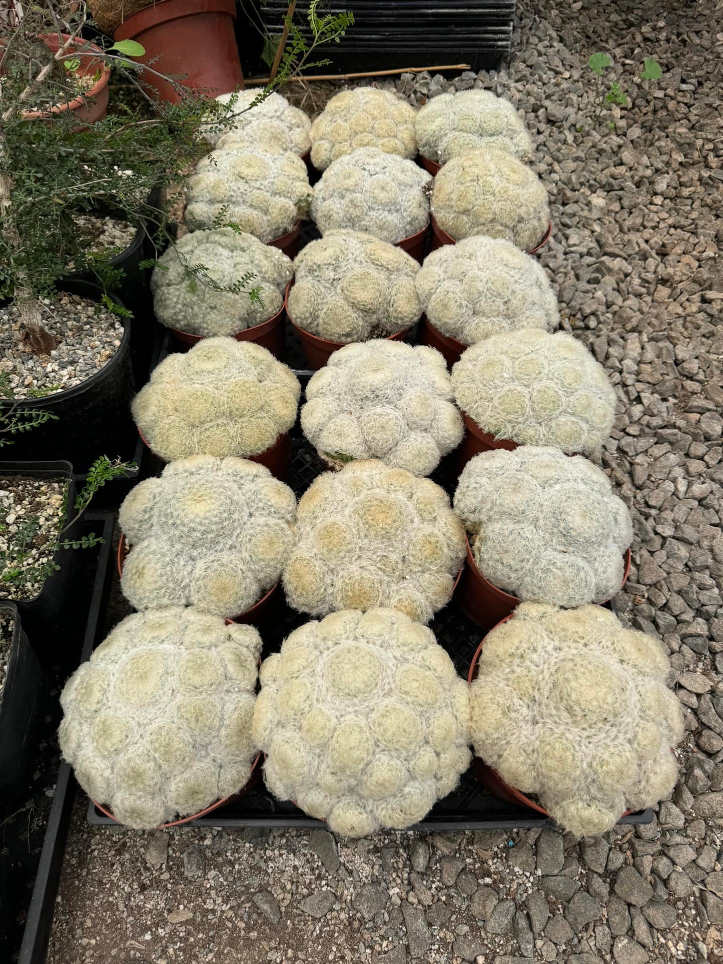 Mammillaria Plumosa