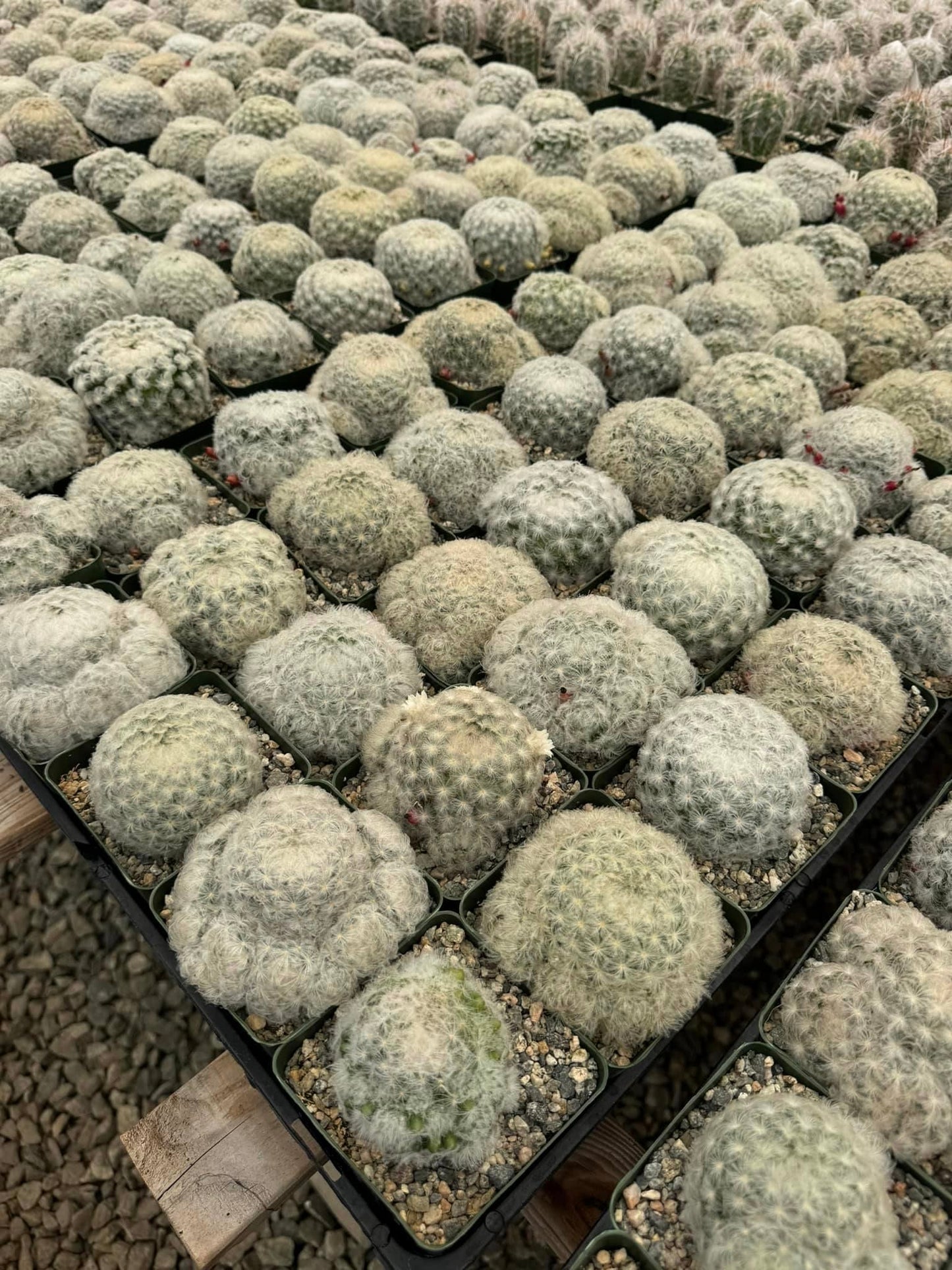 Mammillaria Plumosa