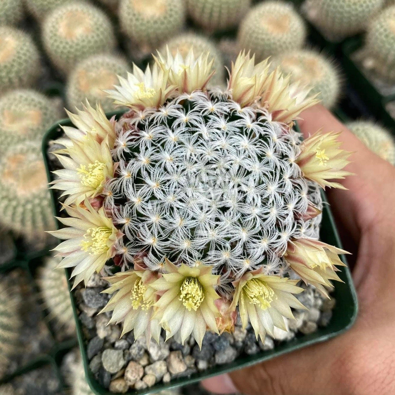 Mammillaria duwei