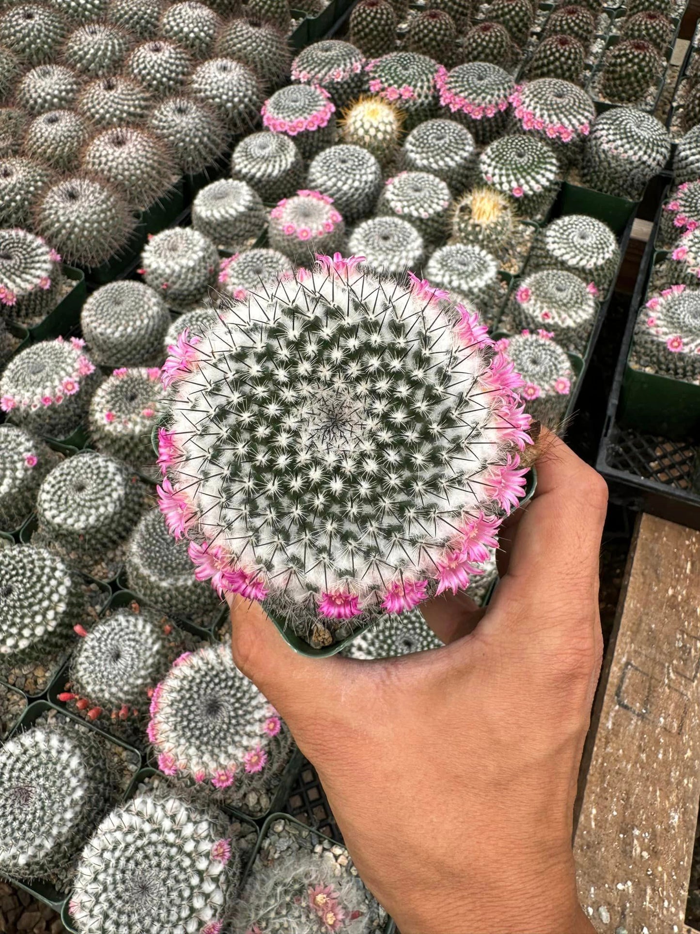 Mammillaria pseudoperbella