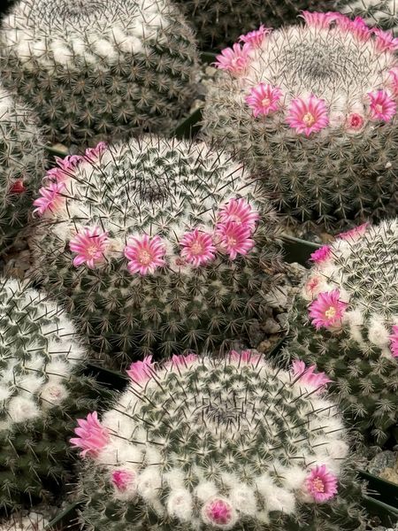 Mammillaria pseudoperbella