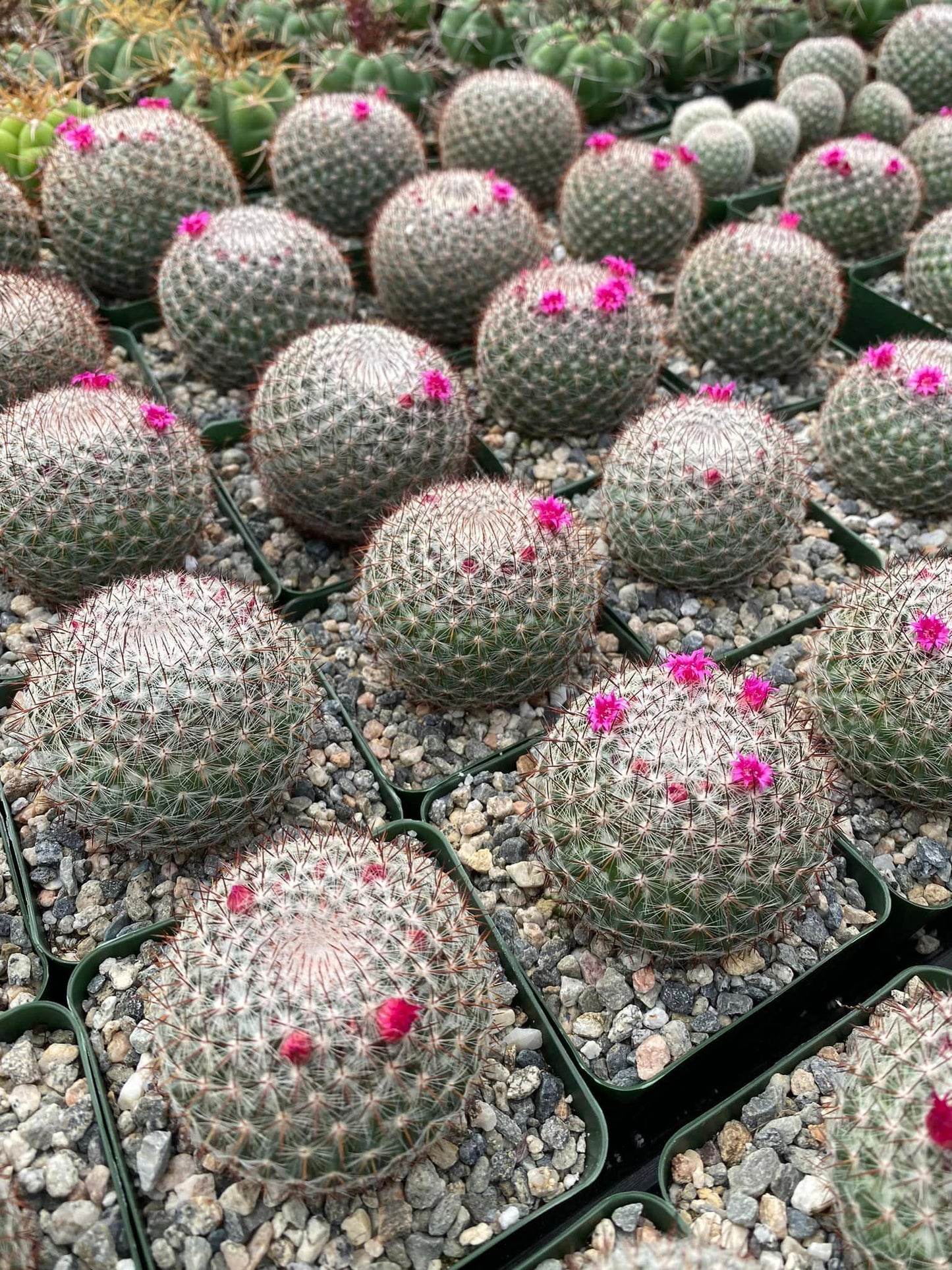 Mammillaria rhodantha var. Mccartenii