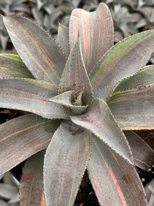 Mangave barney variegado