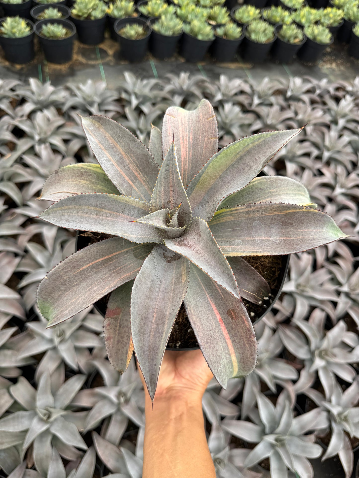Mangave barney variegado