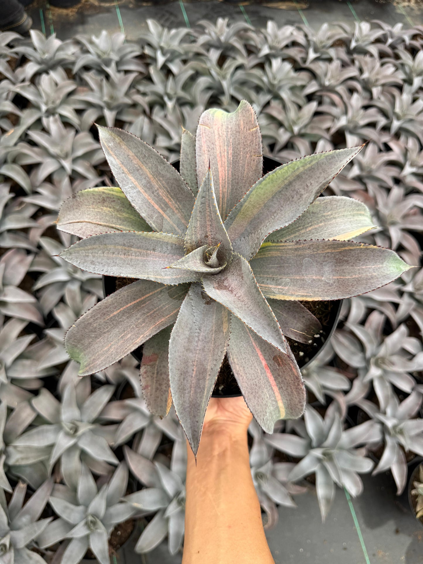 Mangave barney variegado